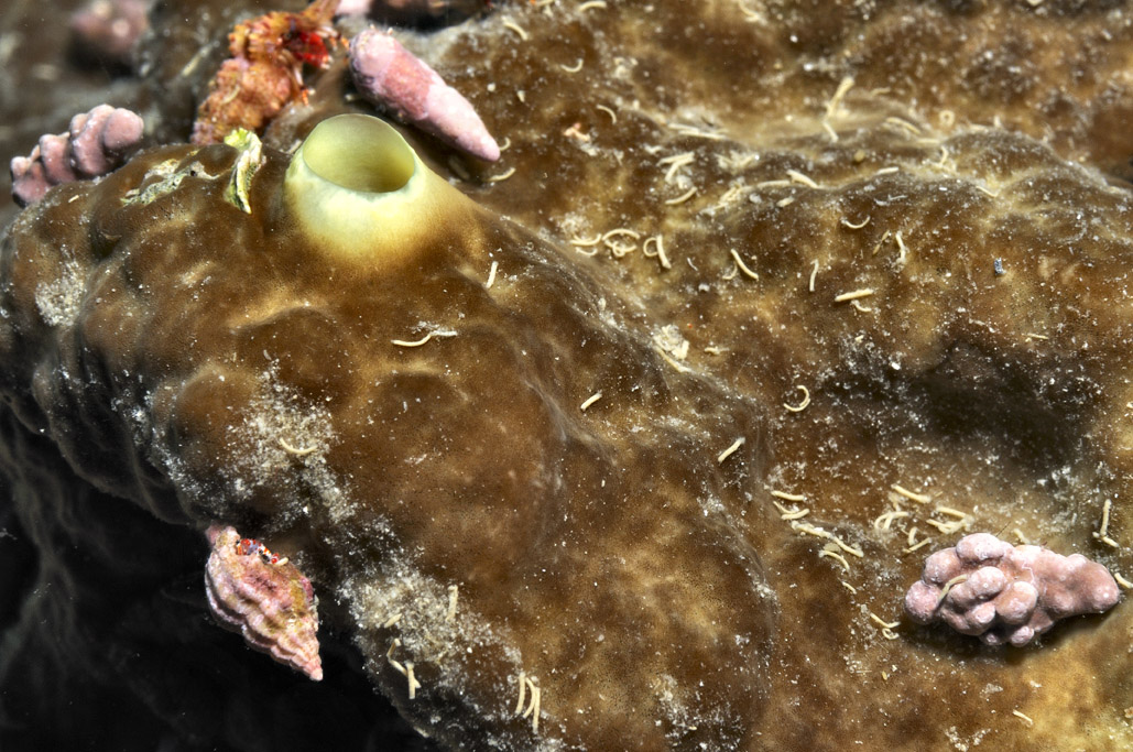 Cliona viridis